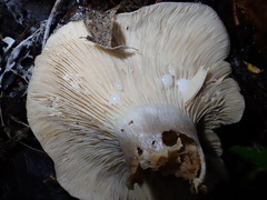 Lactarius mucidus