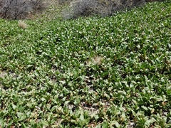 Rumex venosus