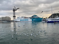 Chroicocephalus ridibundus