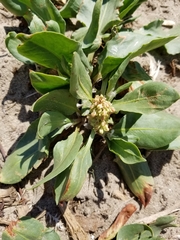 Rumex venosus