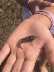 Lepadogaster purpurea