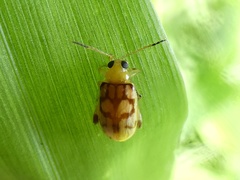 Walterianella venustula