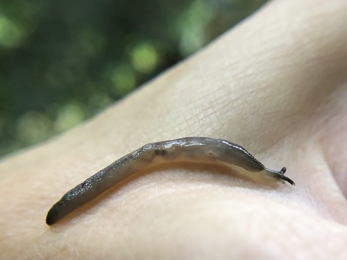 Worm Slug, Ravenna Park, Seattle, WA, US, photo 7 of 10