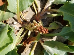 Rumex venosus