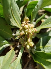 Rumex venosus