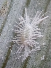 Rastrococcus asteliae