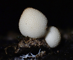 Bryoperdon acuminatum