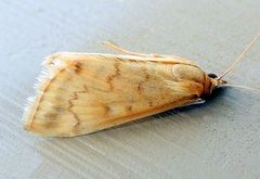Hahncappsia huachucalis