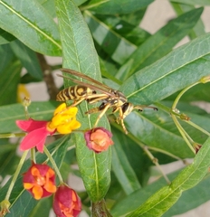 Polistes fuscatus