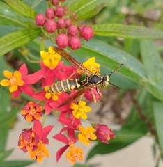 Polistes fuscatus