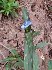 Commelina fasciculata