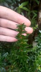 Trochocarpa cunninghamii