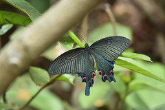 Papilio dialis