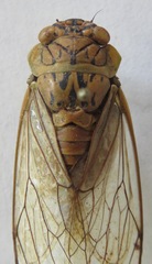 Dyticodopoea diriangani