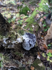 Bionectriaceae
