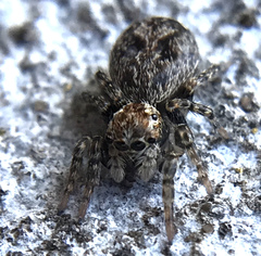 Mexigonus morosus