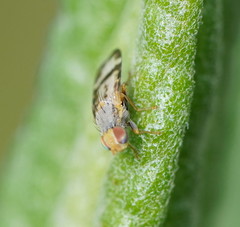 Sphenella ruficeps