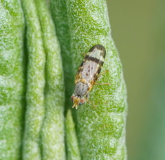 Sphenella ruficeps