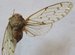 Procollina nicaraguaensis