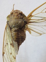 Procollina nicaraguaensis