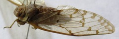 Procollina nicaraguaensis