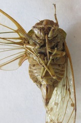 Procollina nicaraguaensis