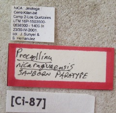 Procollina nicaraguaensis