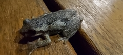 Litoria dentata