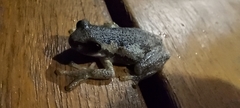 Litoria dentata