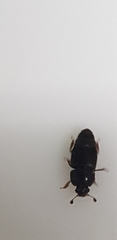 Coleoptera