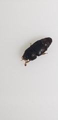 Coleoptera