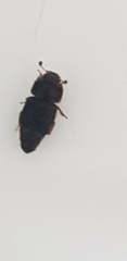 Coleoptera