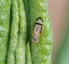 Sphenella ruficeps