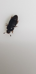 Coleoptera