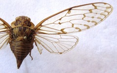 Procollina nicaraguaensis