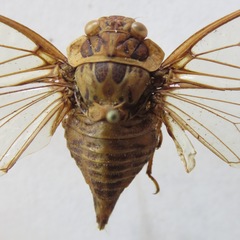 Procollina nicaraguaensis