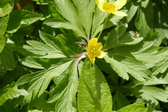 Parasyrphus punctulatus