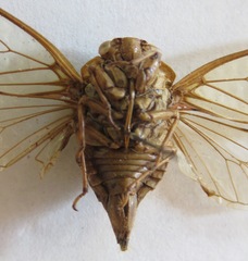 Procollina nicaraguaensis
