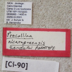 Procollina nicaraguaensis
