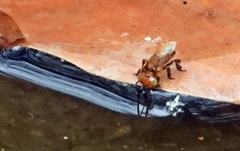 Oxytrigona