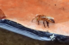 Oxytrigona