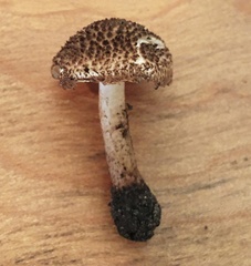 Lepiota eriophora