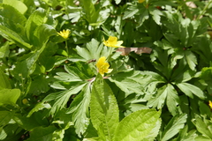 Parasyrphus punctulatus