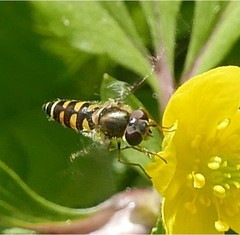 Parasyrphus punctulatus