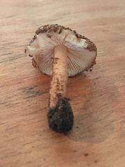 Lepiota eriophora
