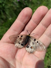Parnassius nordmanni