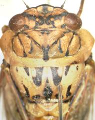 Dyticodopoea diriangani