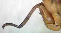 Dyticodopoea diriangani