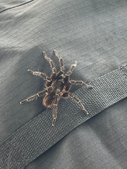 Cyrtopholis portoricae