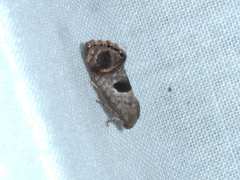 Eupselia beatella